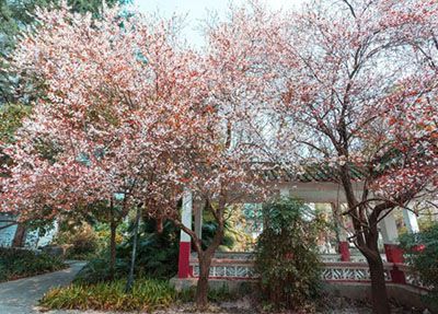 西华大学继续教育学院校园美景