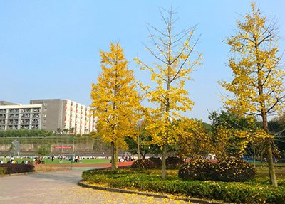 沐川县中等职业学校一专之秋