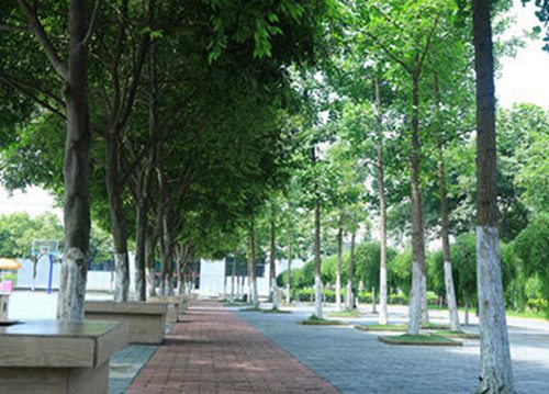 石家庄冀联医学院中药专业主要学习什么