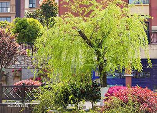 石家庄冀联医学中等专业学校招生对象是什么